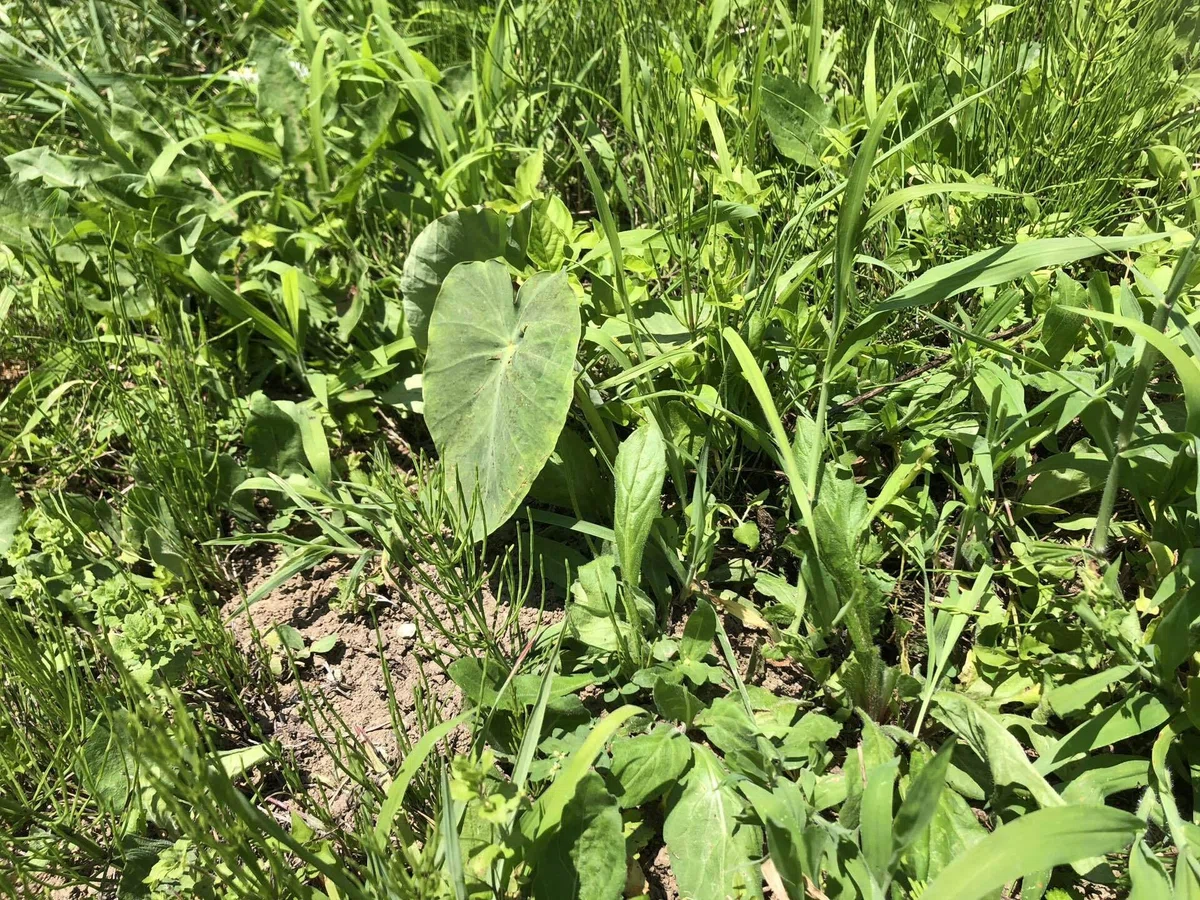 畑さまざま｜MUNA_FARM 無農薬自給自足