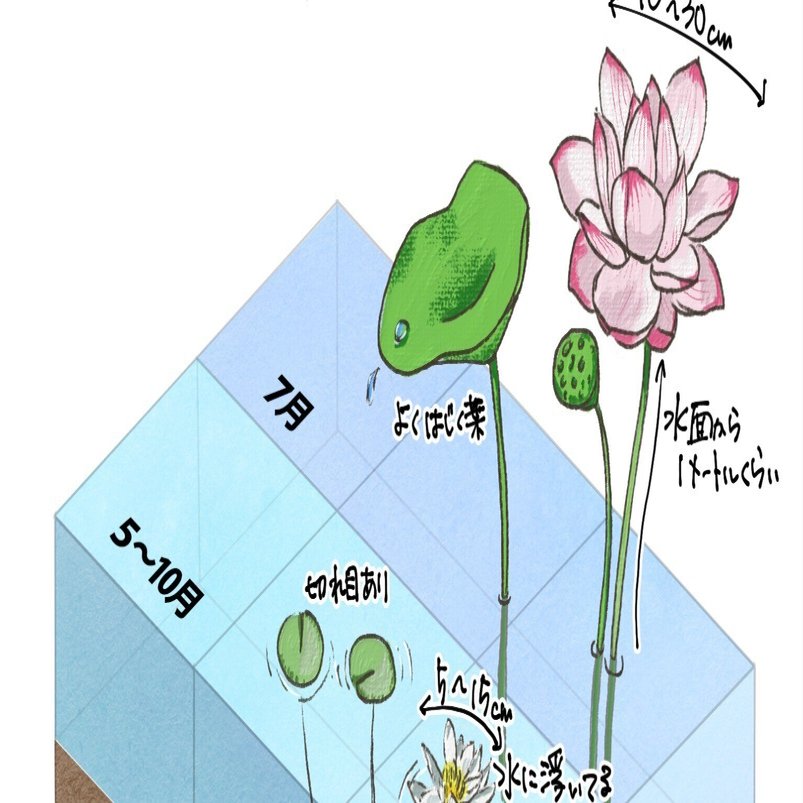 スイレンとハスの違い｜くますけ｜自然ガイド・クリエイター