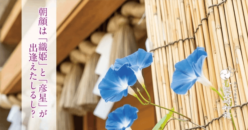 入谷の夏といえば…！　「朝顔」と「七夕」の関係とは