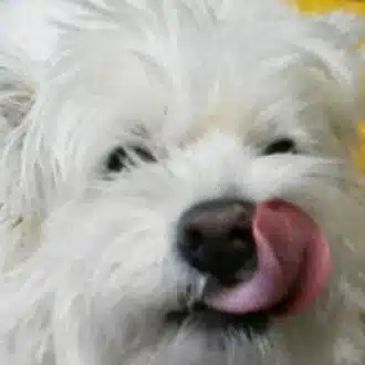 クオ