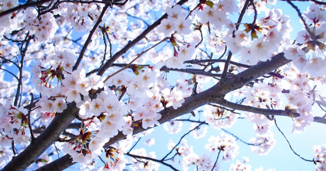 At the Start of Spring Break｜にこいろ