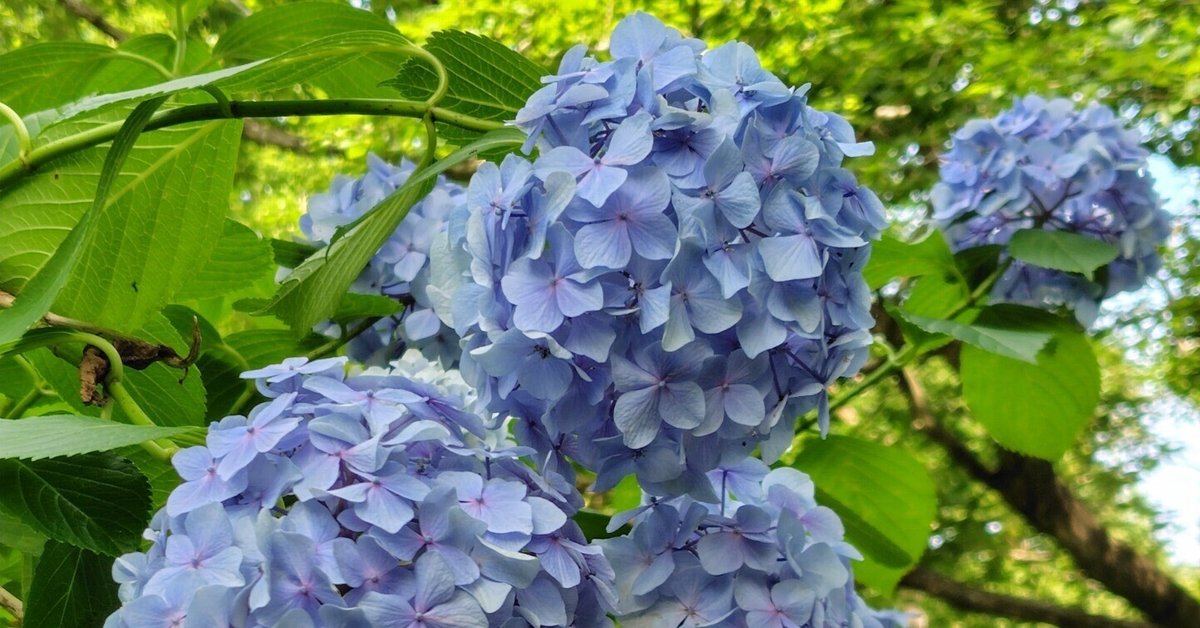 dita 生成り色地に紫陽花 美品】dita 浴衣【生成り色地に紫陽花】 浴衣と新品未使用の帯
