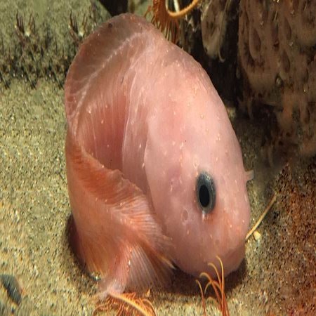 コンニャクウオ こんにゃく魚 Gelate ジェレイト Note