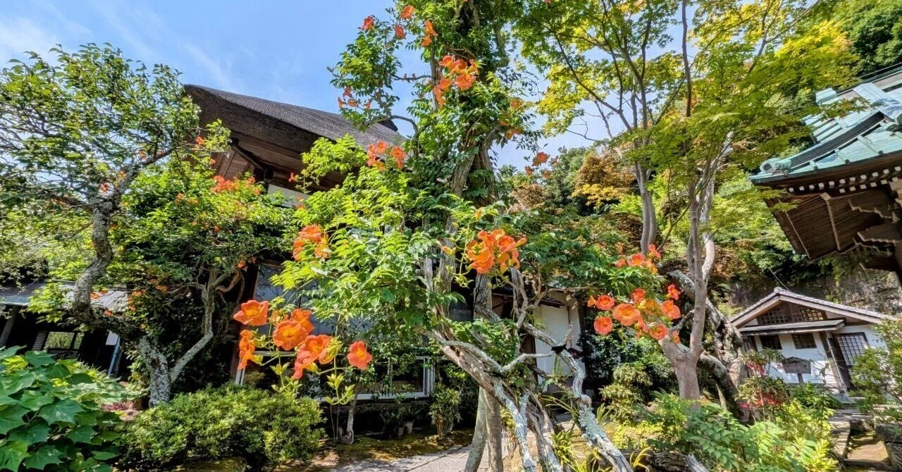 鎌倉・扇ガ谷「海蔵寺の凌霄花 2025」【四季折々の花、草木】〈名所編 