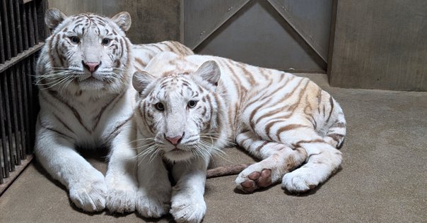 ホワイトタイガー図鑑 White Tiger｜M_ayumi