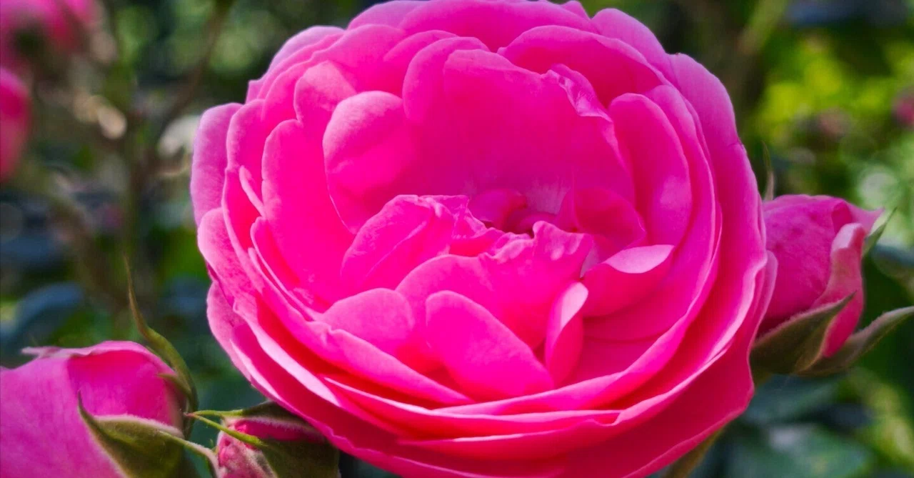 ロイズローズガーデン、秘密の花園～②ピンクの薔薇コレクション（2025