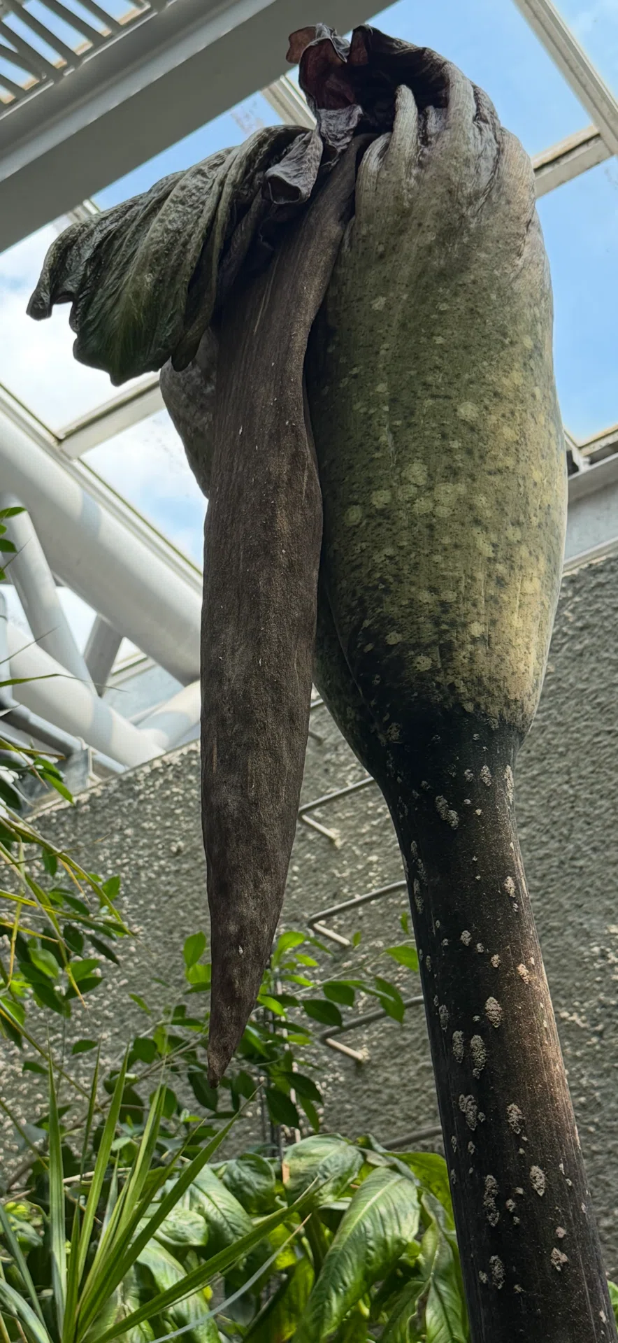 アモルフォファルス デカスシルヴァエ その開花の瞬間を逃す｜EGGSEED