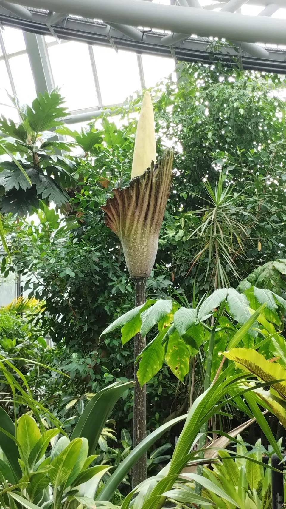 アモルフォファルス デカスシルヴァエ その開花の瞬間を逃す｜EGGSEED