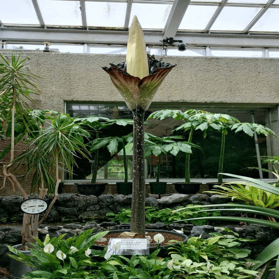 アモルフォファルス デカスシルヴァエ その開花の瞬間を逃す｜EGGSEED