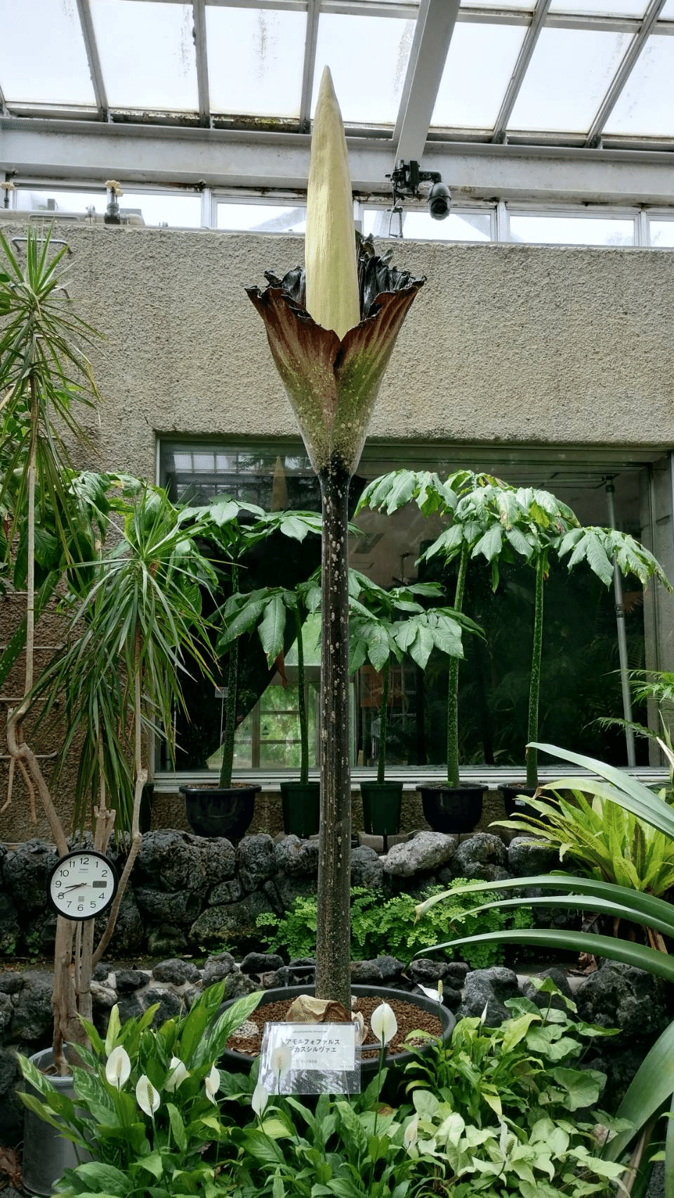 アモルフォファルス パエオニイフォリウス アモルフォファルス・パエオニイフォリウス -Amorphophallus