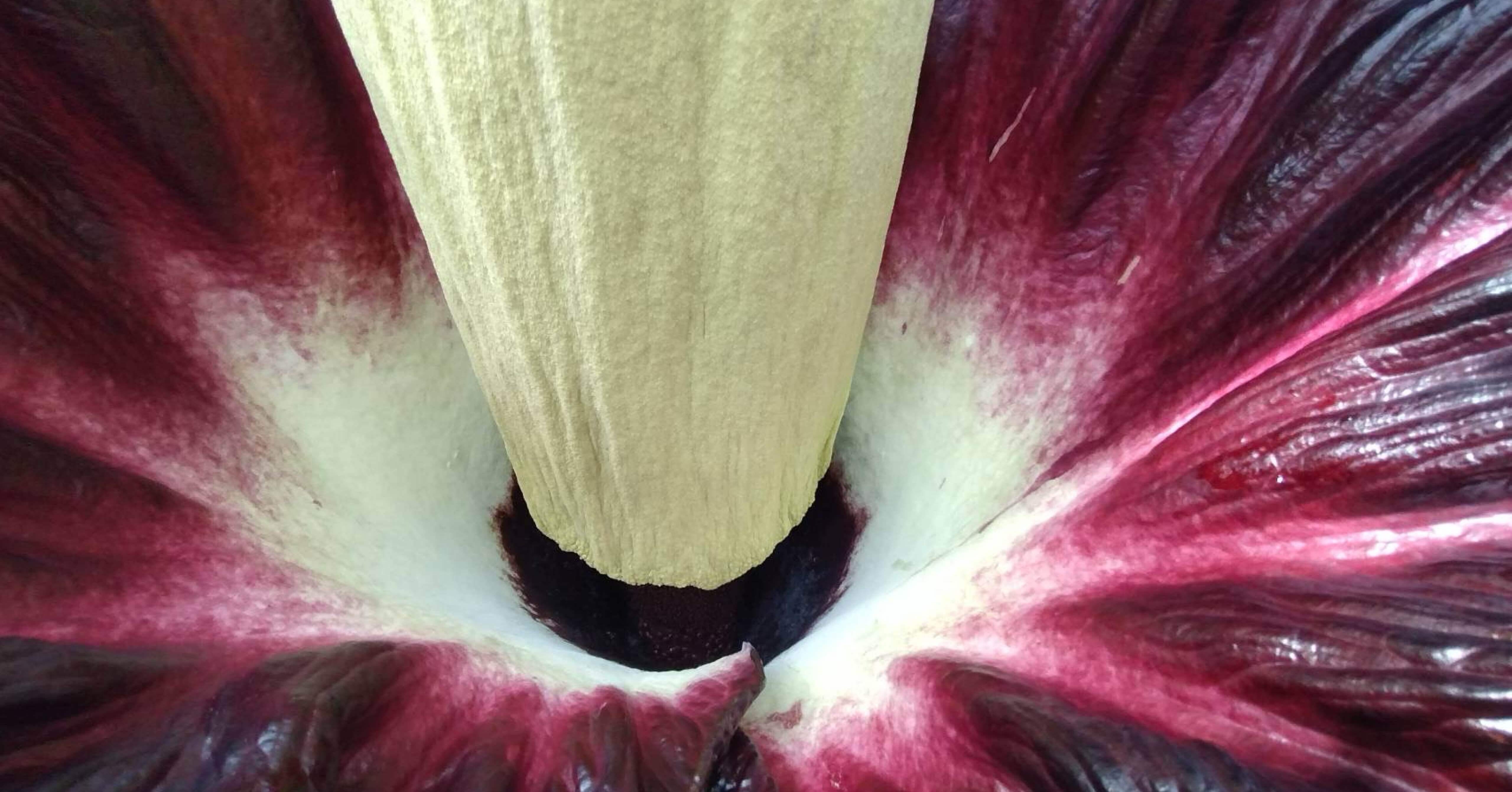 アモルフォファルス デカスシルヴァエ その開花の瞬間を逃す｜EGGSEED