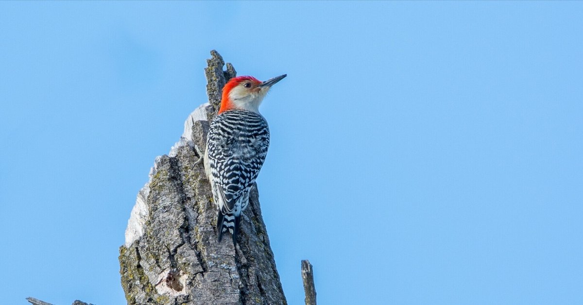 【国産】 シカゴでバードウォッチング！】 Red-bellied Woodpecker スポーツトイ・アクショントイ