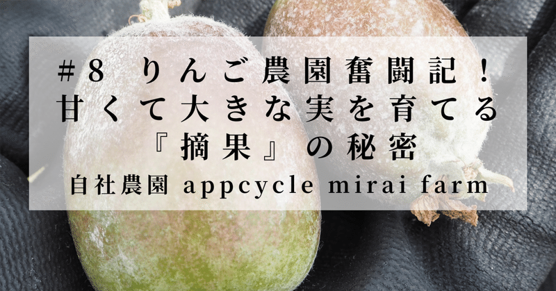 ＃8  自社農園appcycle mirai farm日記～6月のりんご畑で摘果作業～