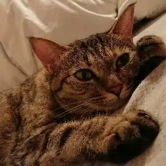 カラコ