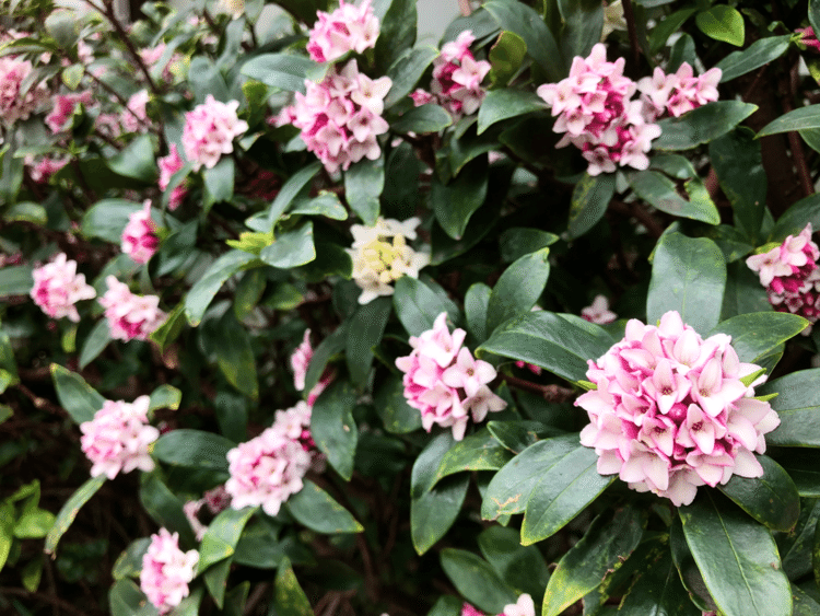 今年はやっぱり「春」が早い。沈丁花もすっかり満開なところが多く、この花のあま〜い香りになんとも幸せになる。