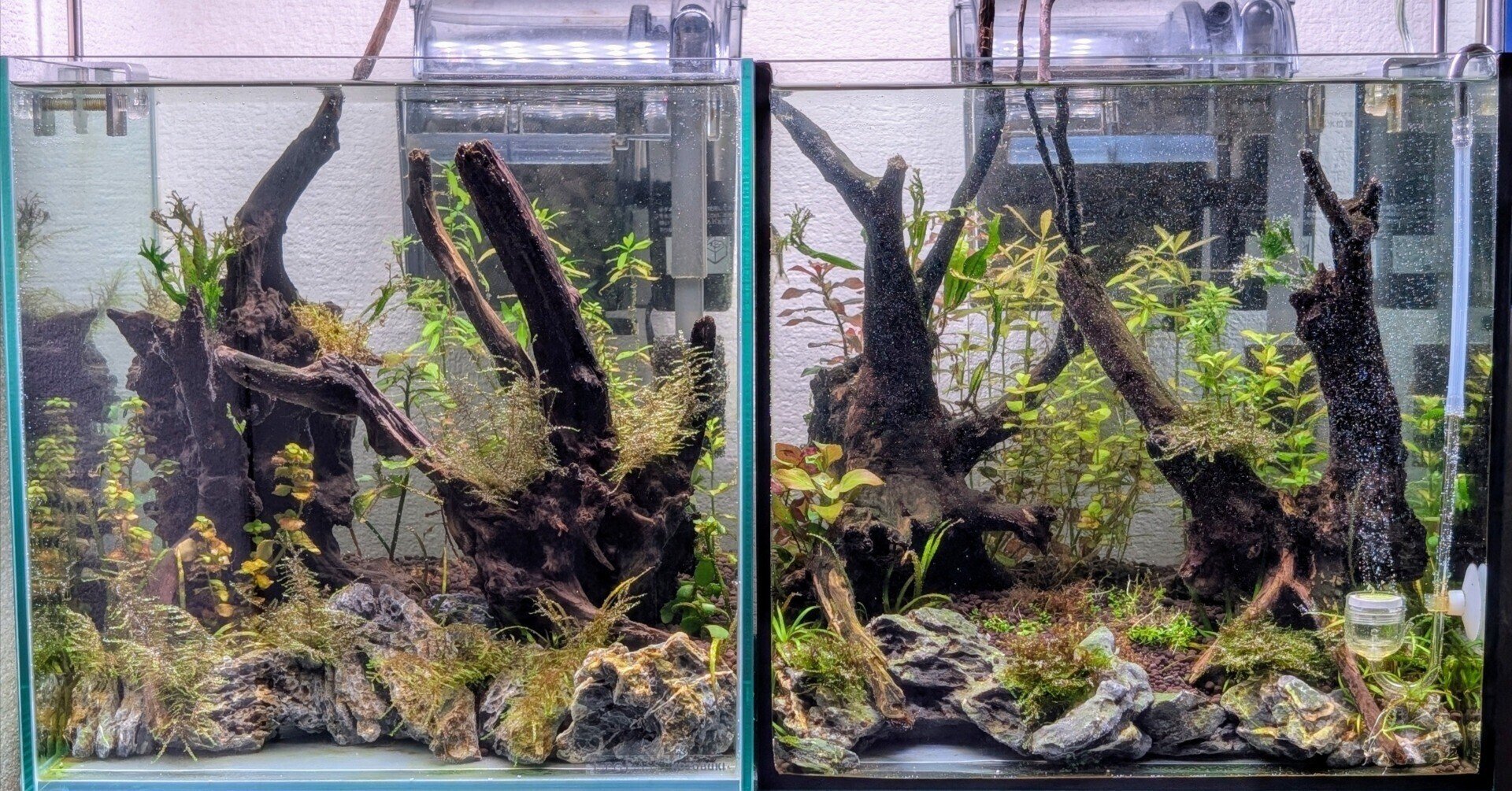 🌱【30cmキューブ水槽・成長記録 Week5】油断した…水温の壁。水草が