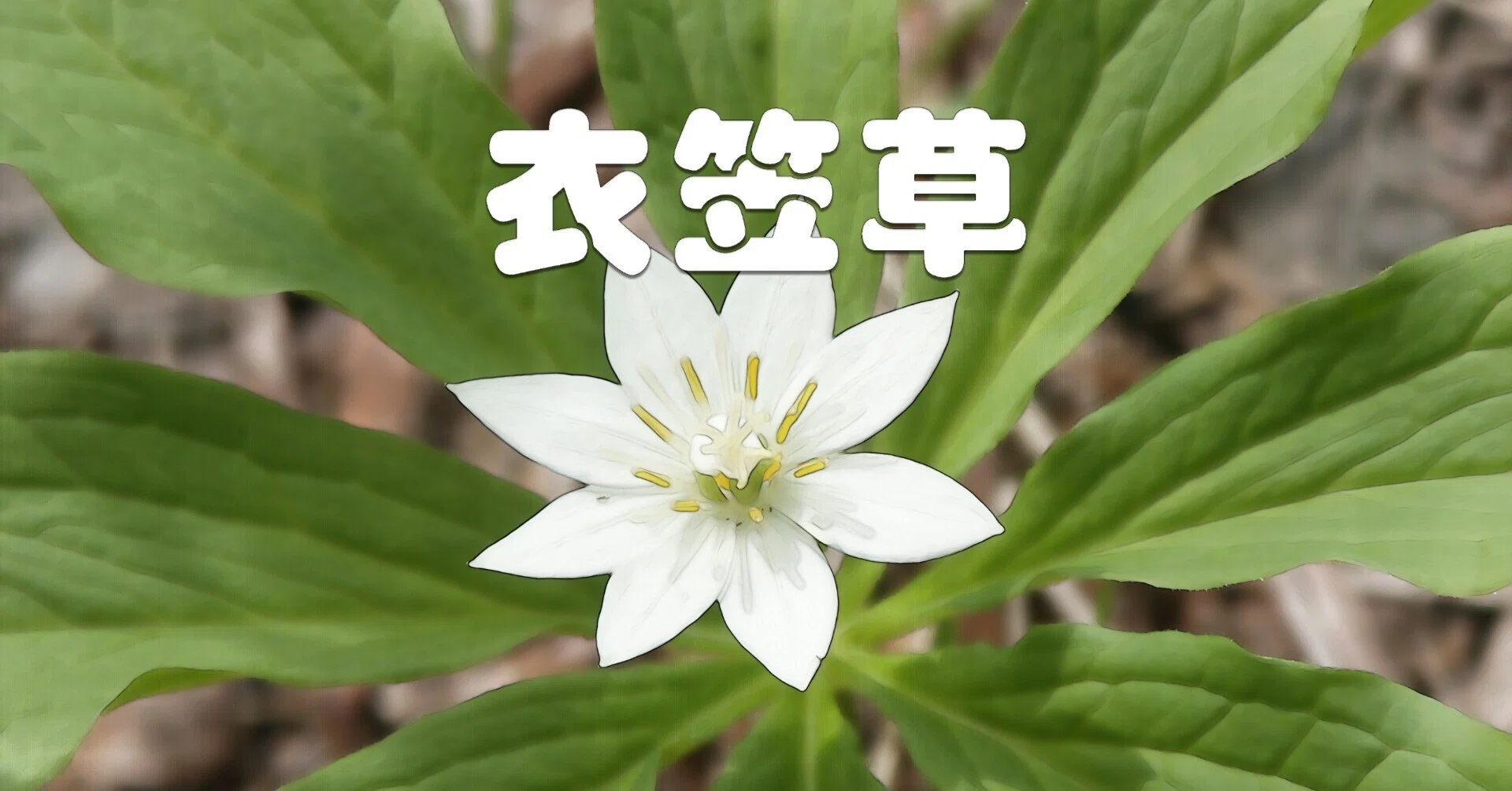 衣笠草（高山植物・水彩画風）｜taka