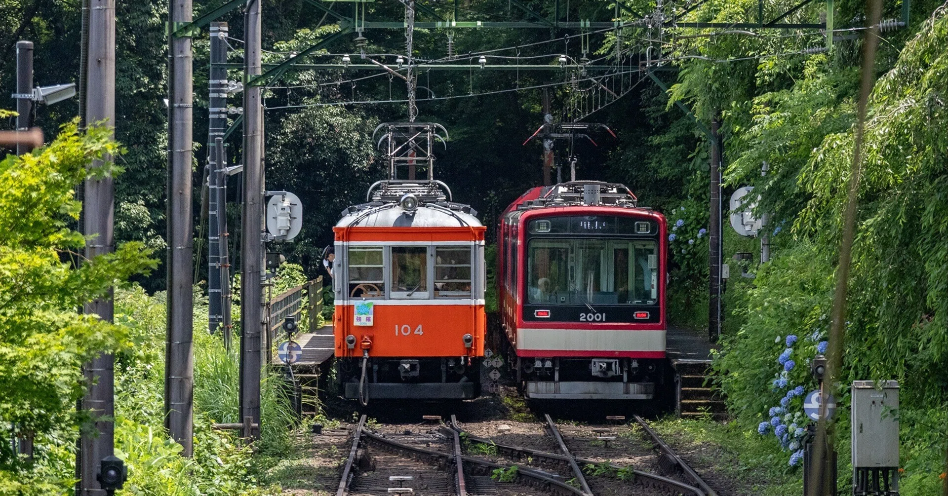v002, Hydrangeas and Trains (Hakone Tozan Railway)｜ひろやん
