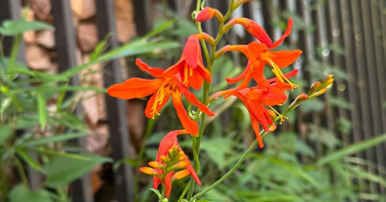 黄菖蒲 キショウブ（黄菖蒲） 2021 | 野の花・山の花 見た撮った