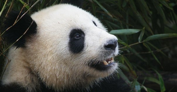 雅安碧峰峡パンダ基地 お勧めのお土産 3選｜Xiangmaru 大熊猫香香丸
