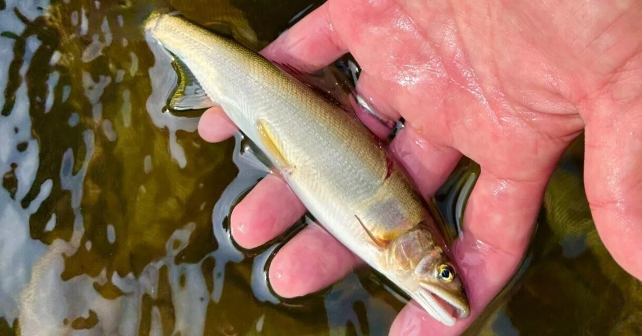 ayu sweetfish rub against decoy fishing lure fishing My First Ayu Fishing Experience. As a novice listening to how 'tomo-zuri' (decoy  fishing) works, I thought, 'Ayu are just like humans lol'｜自由気ままな奥会津ライフ