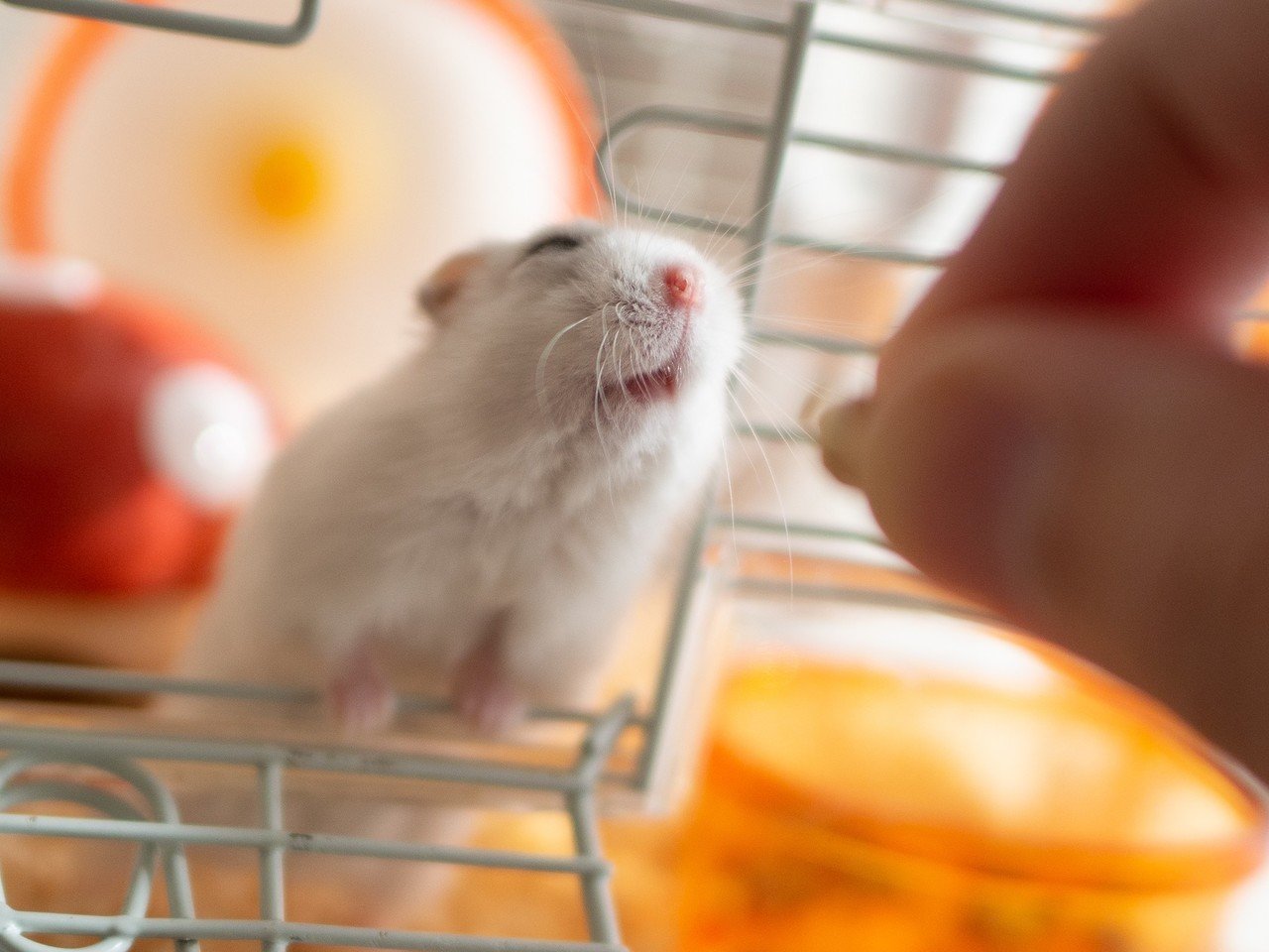 ハムスター写真におけるトリミングについて｜ぱる