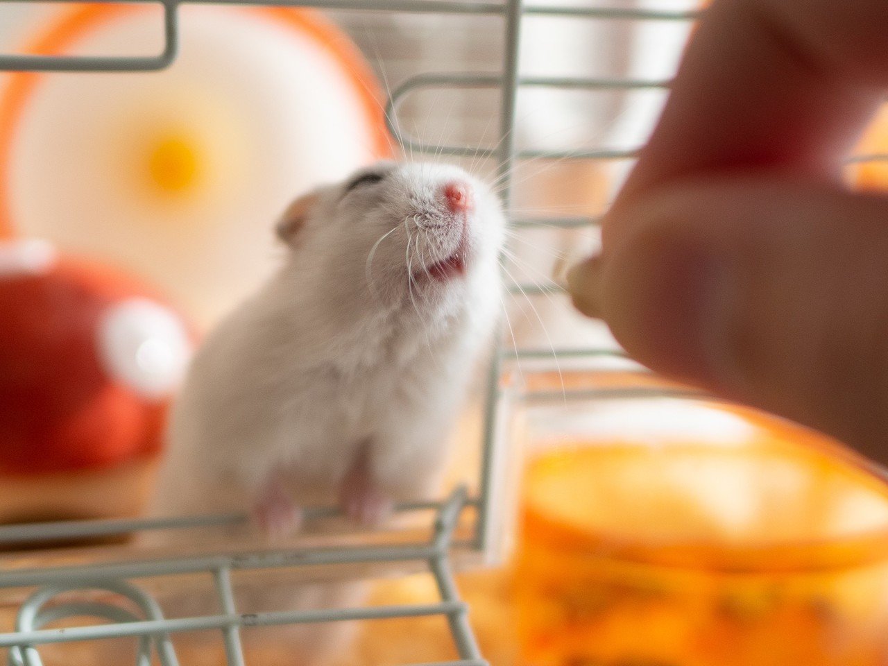 ハムスター写真におけるトリミングについて｜ぱる