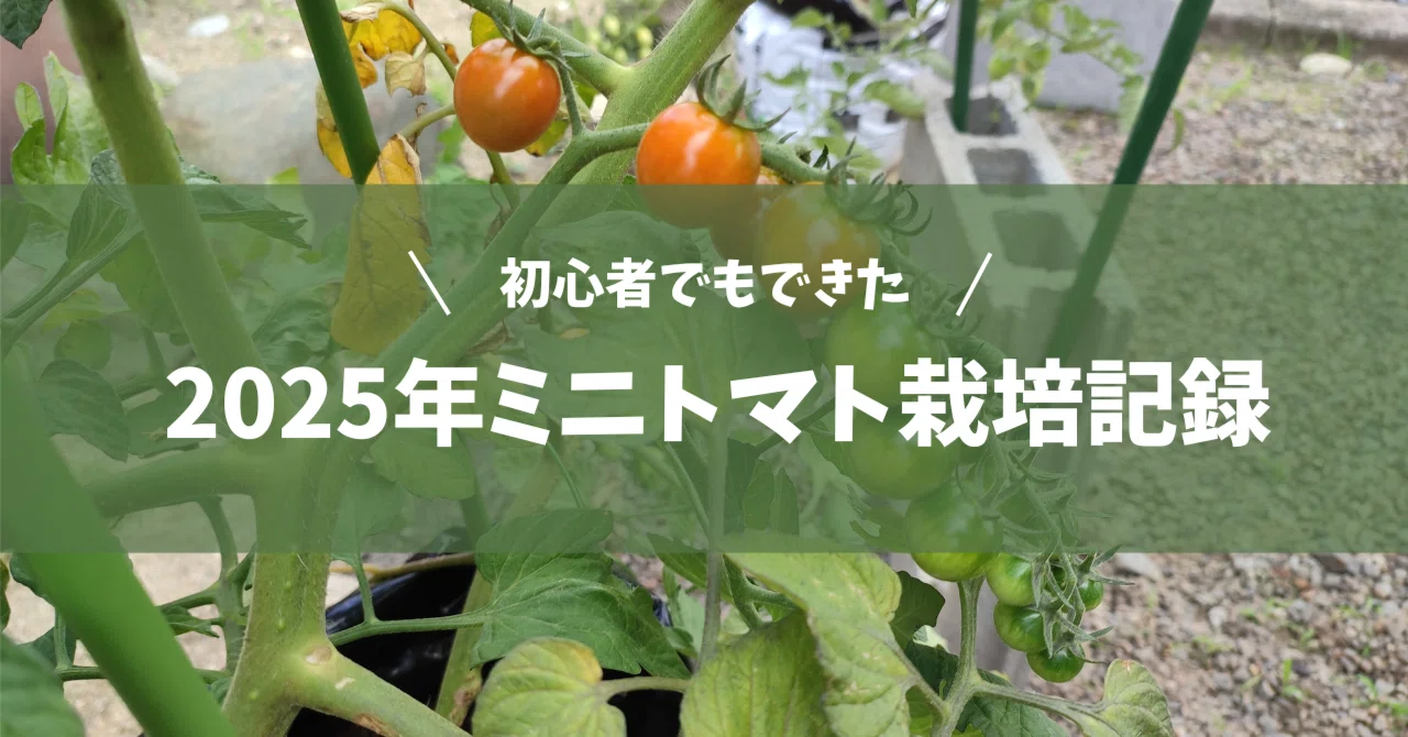 （参考∶状況確認ページ）R8野菜苗温床栽培　トマト苗　３月２１日出品しましたー！ 2025年ミニトマトの栽培記録／初心者｜夏青子