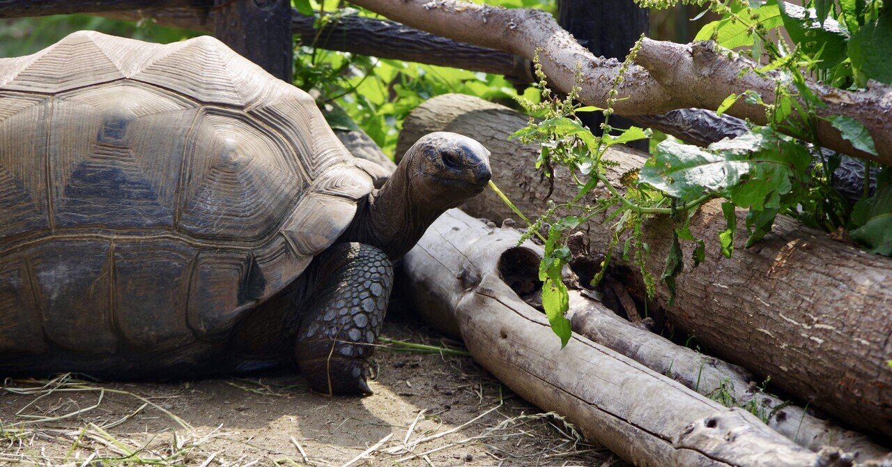 日立市かみね動物園 / Hitachi City Kamine Zoo(Ibaraki, Japan