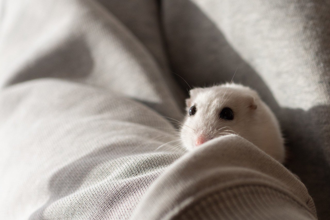 ハムスター写真におけるトリミングについて｜ぱる