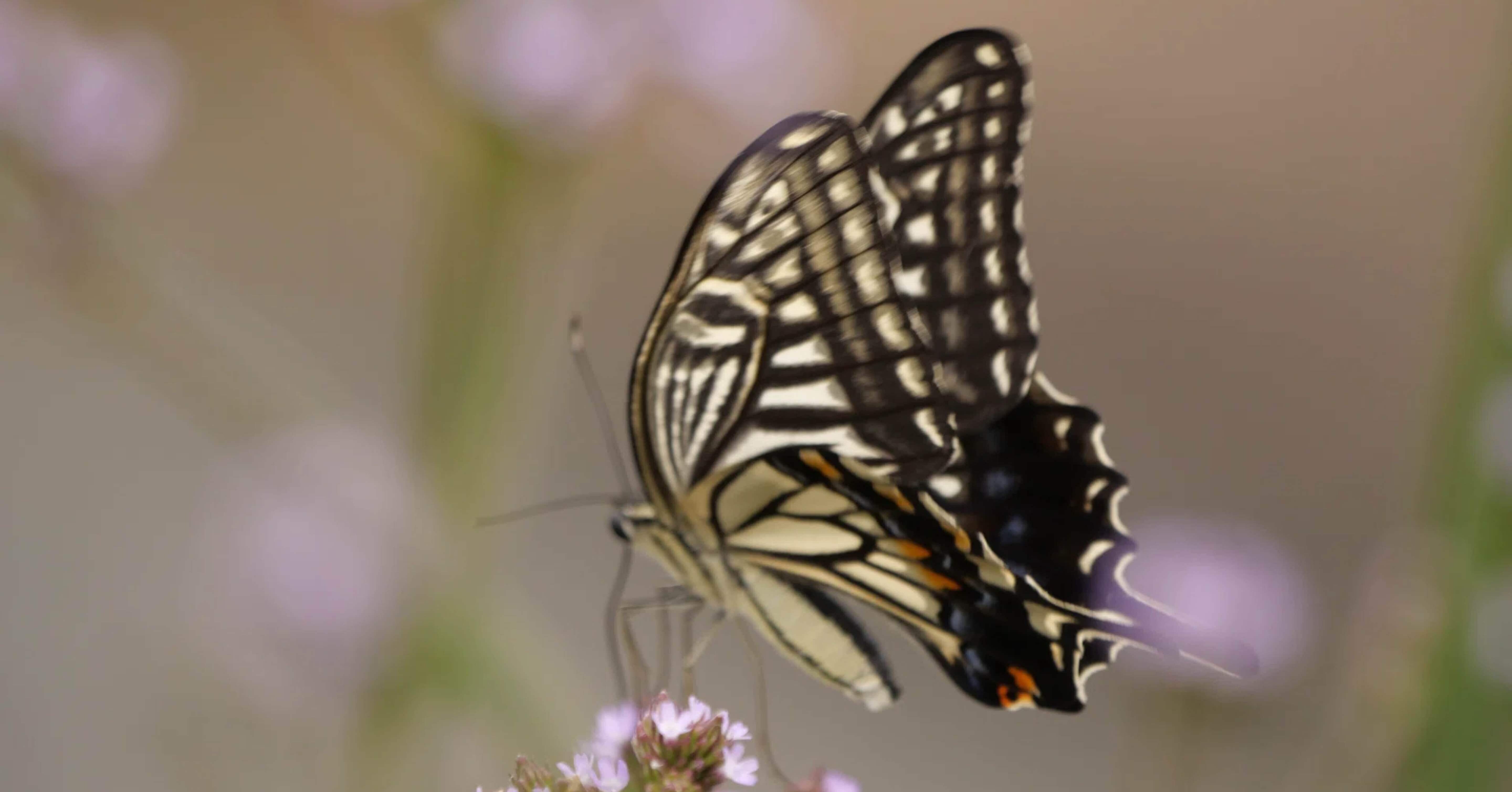 我が家のアゲハ蝶、今年も元気に羽ばたきました！｜彩花サトコ