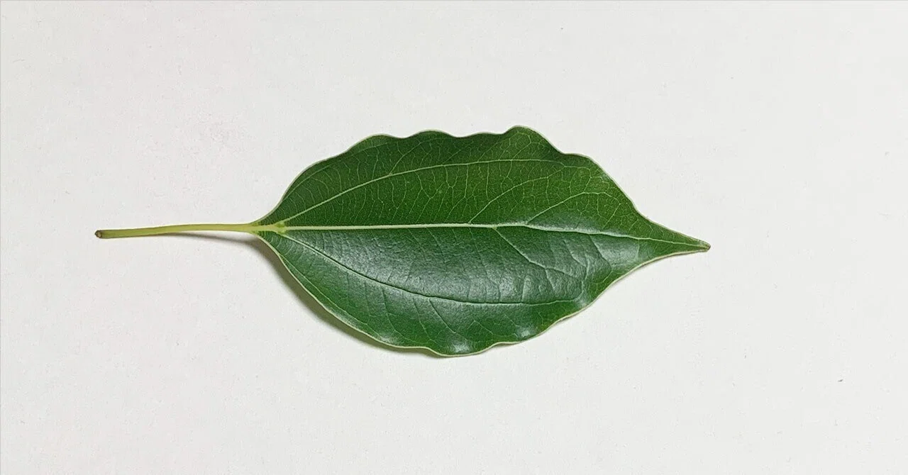 268.私的植物図鑑「クスノキ」｜松縞しま子