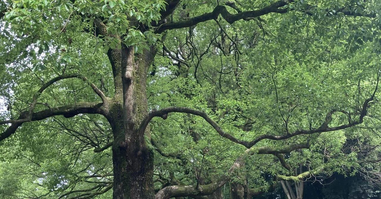 練馬の風景〜光が丘公園の楠 Scenery of Nerima 〜Camphor Tree @Hikarigaoka Park|Chubby ...