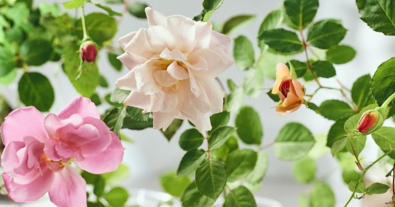 薔薇のお部屋専用 薔薇のお部屋専用