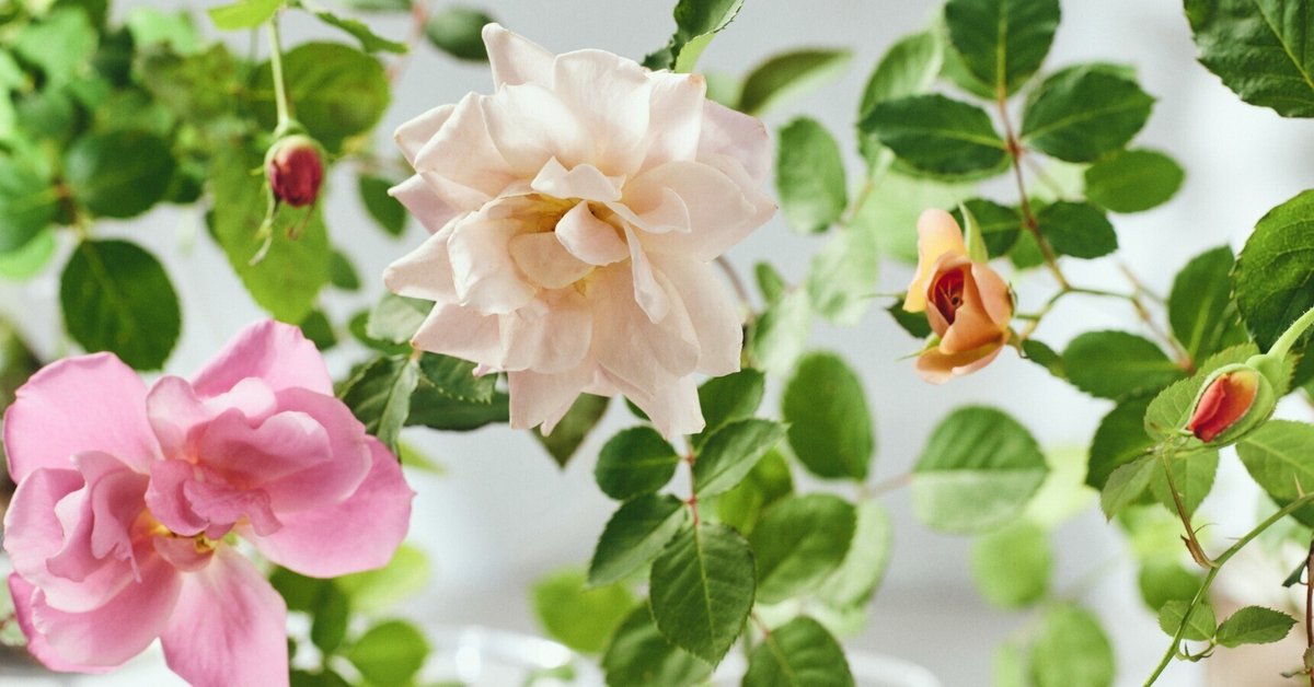 薔薇のお部屋専用 ばらと暮らす、新しいスタイルの提案｜WABARA「おへやで育てる