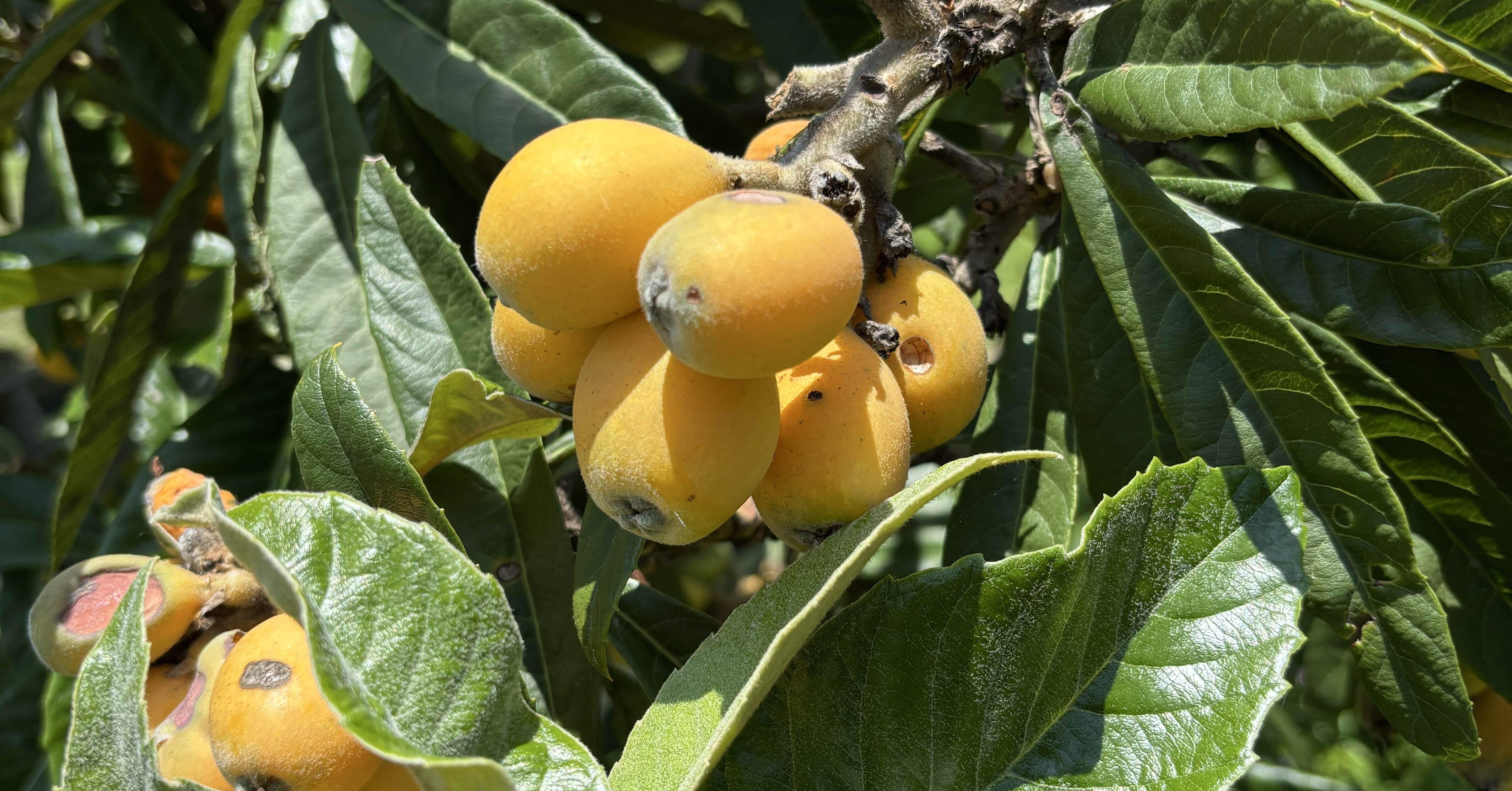 枇杷のコンポート｜古賀昭彦