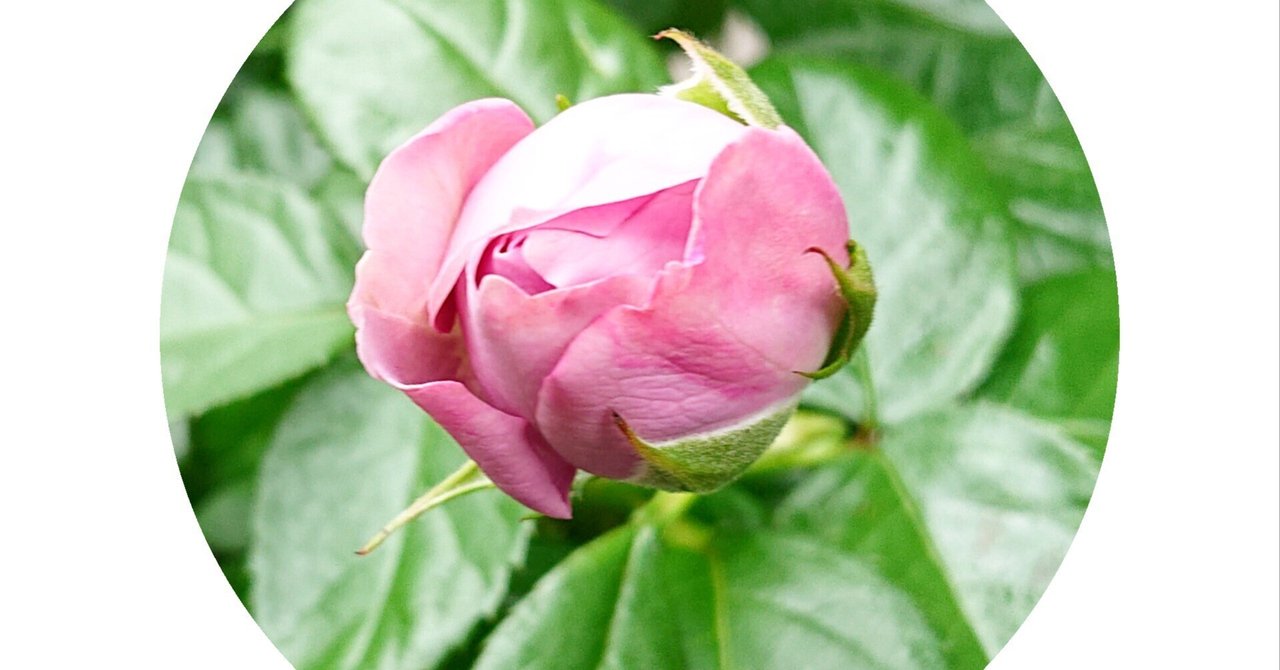 ○ᡣ(⩌⩊⩌)𐭩{くろまの薔薇) ～夏の開花状況～ 近畿地方 カインダ
