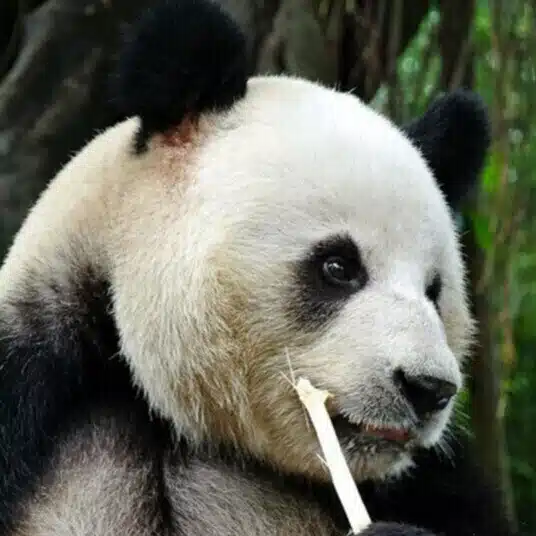 ひろやん