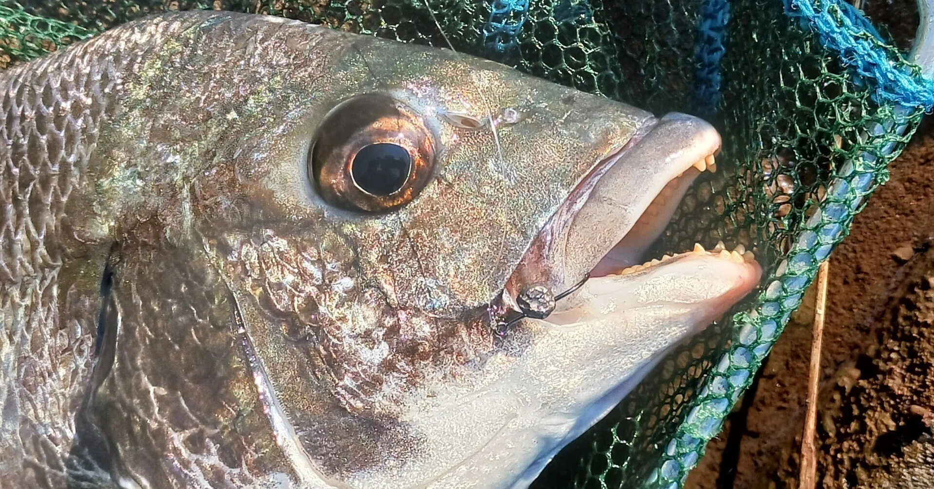 やっぱりヘチ釣りは最強⁉汽水域の都市河川でリバーチヌアタリ連発