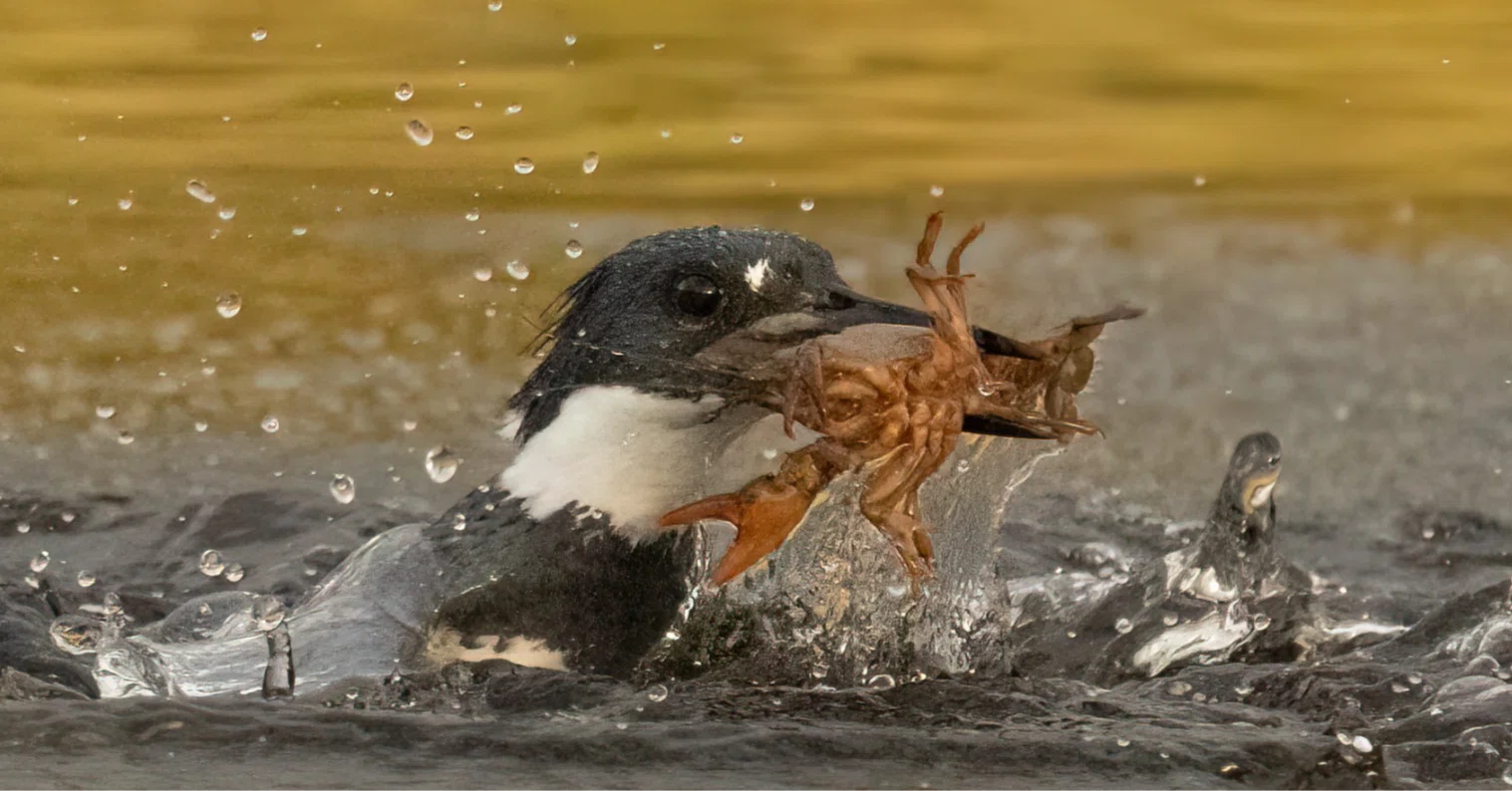 シカゴでバードウォッチング！】 Belted Kingfisher｜ローリー