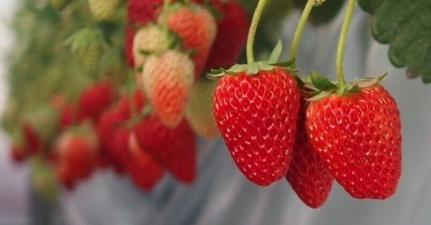 家庭菜園初心者がイチゴ作ってみた🍓｜にたまご