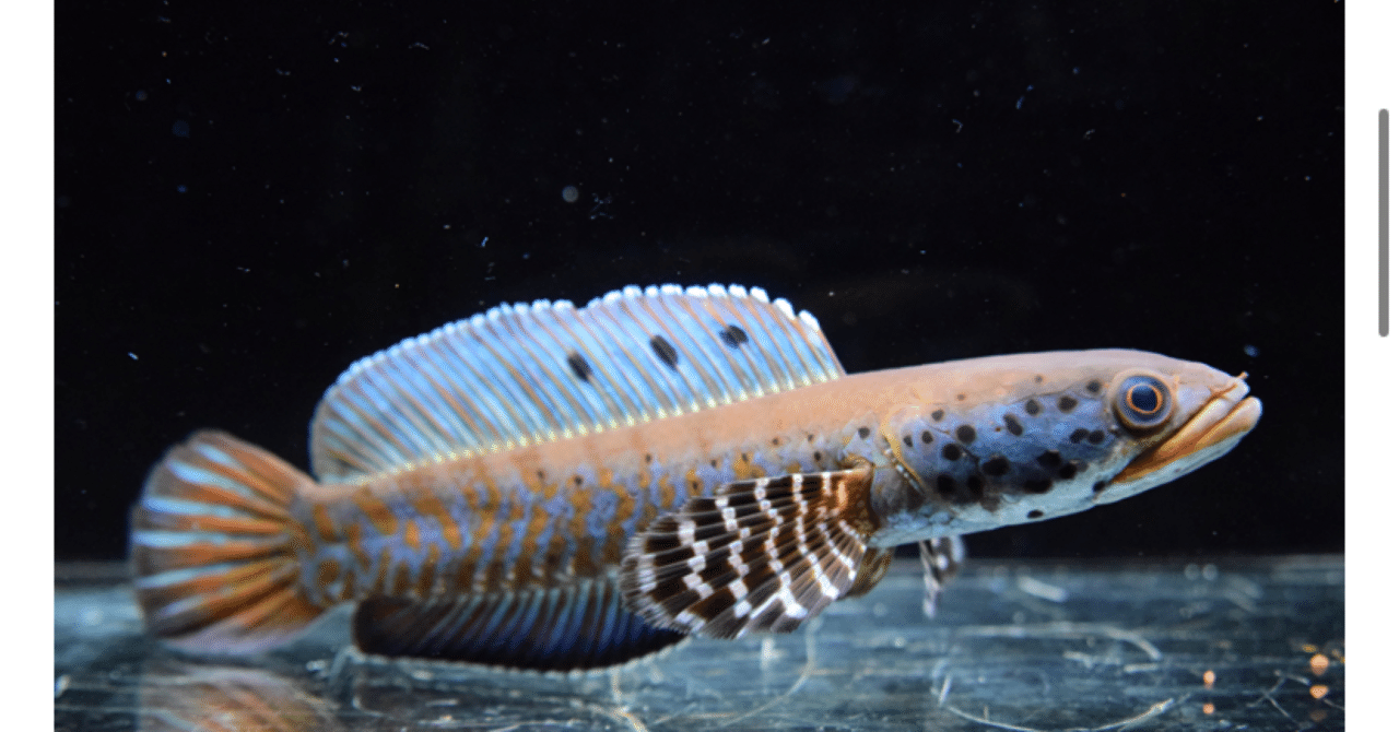 水槽、スネークヘッド、キクラ 60㎝水槽】チャンナプルクラの飼育日記⑨ - ABYの熱帯魚図鑑