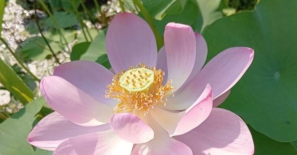 蓮の花、二日分の様子｜ko3