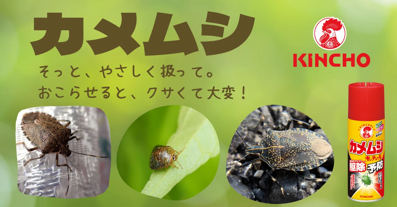 Stink Bugs: Be careful when bringing in laundry. Do not pinch them