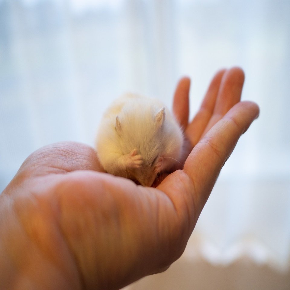 ハムスター写真におけるトリミングについて｜ぱる