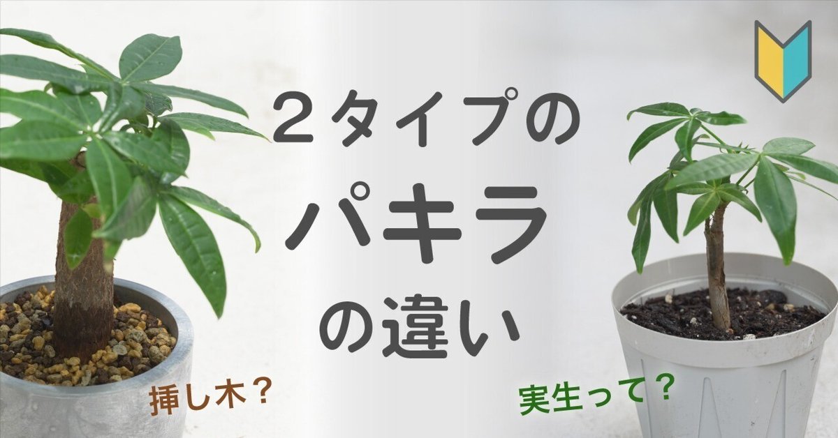 パキラ♪ パキラ】2タイプあるって知ってたら、選び方が変わるかも🔰｜coro