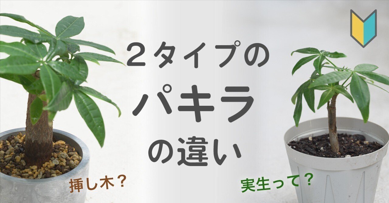 パキラ】2タイプあるって知ってたら、選び方が変わるかも🔰｜coro