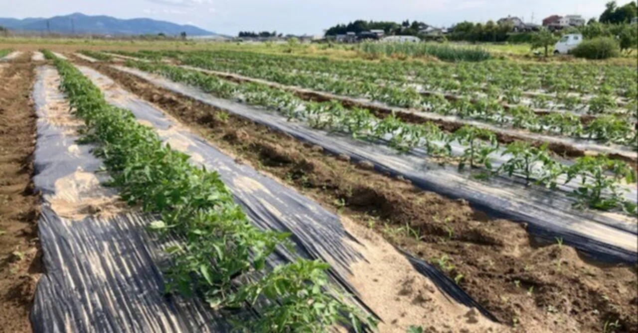 離農の記録】農業を辞めた理由──下請け農業のリアルとビジネスの限界