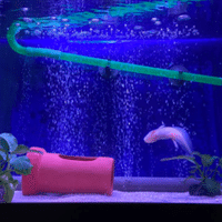 水槽立ち上げのキホン ろ材で増やす濾過バクテリア うさこ Aquarium Note