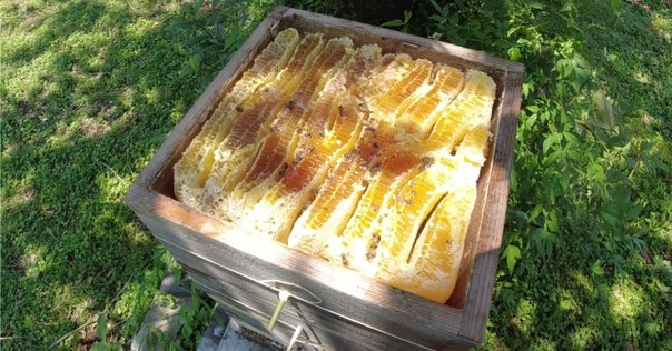 ☆すけさん専用ページ☆ 天然ニホンミツバチ1200g×2 ハチミツの通販 築地の鰹節屋、伏高が上質な蜂蜜を届けます